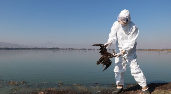 Fenómeno de El Niño, no la gripe aviar, explicaría muertes de cientos aves en costas mexicanas