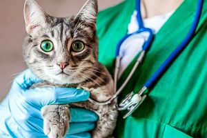 Gripe aviar en gatos: OMS registró el mayor brote en el mundo