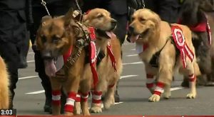 Perros de la Policía Nacional participaron en Desfile Cívico Militar