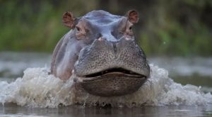 Hipopótamo hiere a niño de 12 años que nadaba en el río Senegal