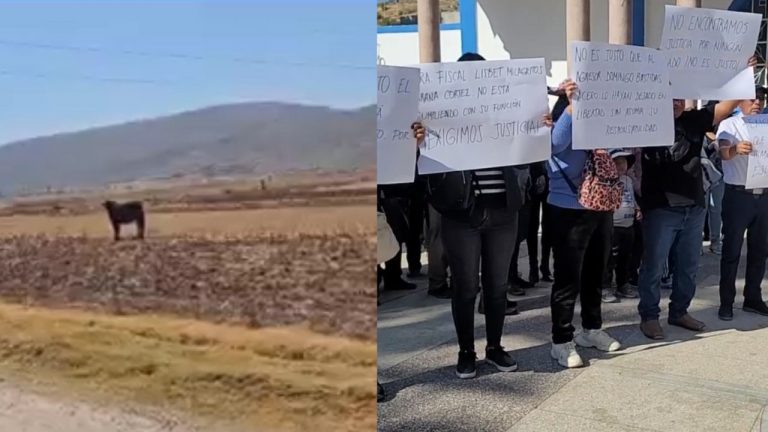 Vaca mató a comerciante y fiscal dejó libre al dueño del animal | VIDEO