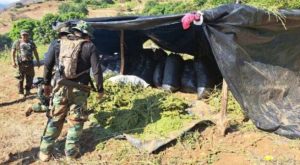 La Policía decomisa más de seis toneladas de marihuana en el norte del país