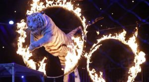 Circos en Perú: ¿Por qué ya no están permitidos los shows de animales salvajes?