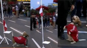 Desfile Militar: perro iza la bandera y saluda por Fiestas Patrias