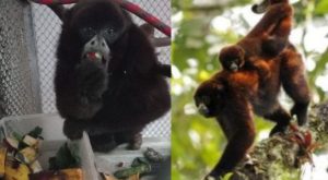 Tras ser rescatado del tráfico ilegal, mono choro de cola amarilla vive en el zoológico