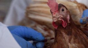 Ecuador sigue tomando muestras de aves muertas en playas para descartar gripe aviar