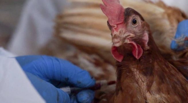 Ecuador sigue tomando muestras de aves muertas en playas para descartar gripe aviar