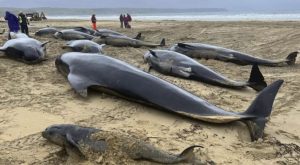 Murieron 51 ballenas piloto al quedarse varadas en una playa de Australia