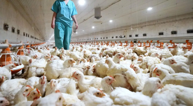 Gripe aviar podría adaptarse «fácilmente» a la especie humana, según la OMS