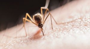 Niño Global traería más enfermedades: malaria y fiebre amarilla, entre ellas