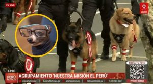 Perritos se roban el show en Parada Militar y en las redes: mira los divertidos memes
