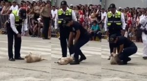 Perrito se viraliza tras ‘fingir’ desmayo en pleno desfile en Cajamarca 