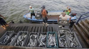 Conozca cómo acceder al bono para pescadores que ofrece el gobierno