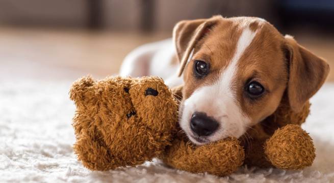 Día Mundial del Perro: ¿Por qué se celebra el 21 de julio?