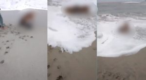 Perros atacan a lobo marino en playa de Punta Hermosa