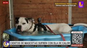 Cientos de mascotas sufren por ola de calor en Europa