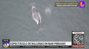 Captan espectáculo de ballenas jorobadas en el mar peruano