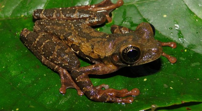 Pasco: hallan nueva especie de rana en el Parque Nacional Yanachaga Chemillén