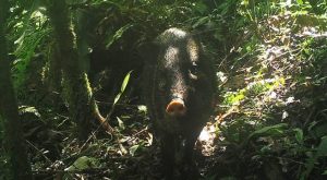 Cámaras captan por primera vez a sajino caminando en Machu Picchu