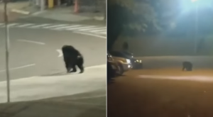 Chimpancés escapan de zoológico, pero son abatidos por agentes