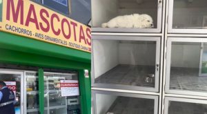 Surco: clausuran veterinaria que tenía en malas condiciones a cachorros