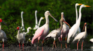 Reserva de Perú se convierte en un importante sitio para la conservación de aves