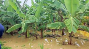 Ciclón Yaku y Niño Costero afectaron más de 42 mil hectáreas de sembríos