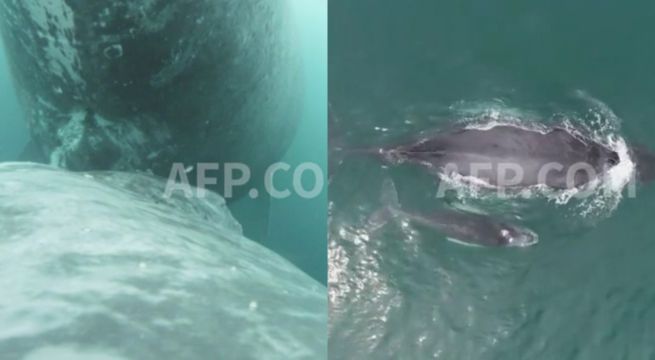 ¡Impresionante! Captan a ballena jorobada amamantar a su cría en Colombia 