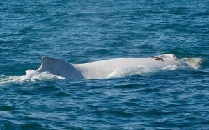 Los Órganos: ballenas llegan desde la Antártida para aparearse en aguas cálidas del balneario