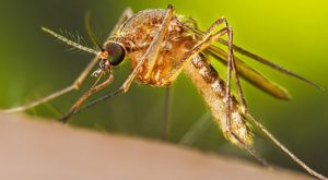 Qué virus estaría siendo transmitido por mosquitos en Estados Unidos