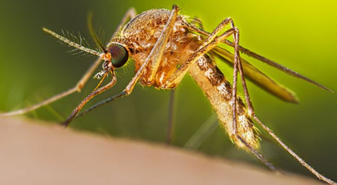 Qué virus estaría siendo transmitido por mosquitos en Estados Unidos