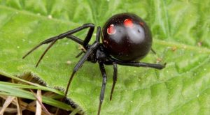 Niño se dejó picar por una viuda negra porque quería convertirse en Spider-Man