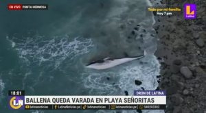 Punta Hermosa: reportan inmensa ballena varada en Playa Señoritas 