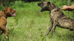 ¿Cómo operan las mafias dedicadas a la venta de perros de pelea?