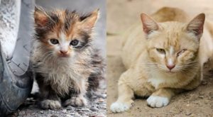 Día del Gato: ¿cuál es la condena por abandonar o maltratar a la mascota?