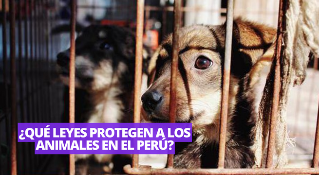 Maltrato animal: las leyes protegen a las mascotas en Perú