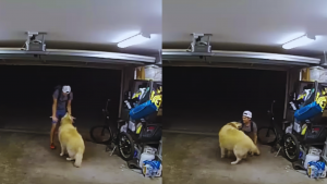Video viral: ladrón juega con golden retriever en pleno robo