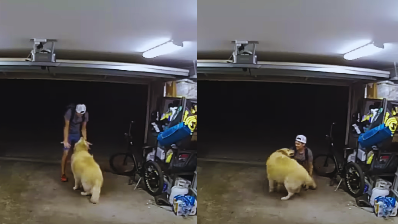 Video viral: ladrón juega con golden retriever en pleno robo