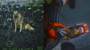 Video viral: el rescate de la perrita Dory que cayó por un acantilado 