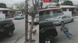 Argentina: perrito choca camioneta contra casa tras apretar acelerador