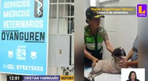 Perrita se recupera en veterinaria tras brutal ataque en La Victoria