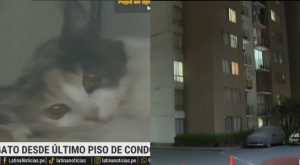 Cercado de Lima: lanzan gatita desde último piso de condominio