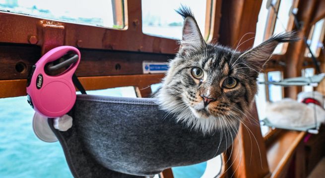 Gatos de Singapur pueden navegar en cruceros de lujo