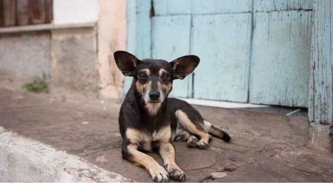 Aprueban reglamento que prioriza esterilización de perros y gatos