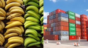 Descubren más de 600 kg de cocaína dentro de cargamento de plátanos