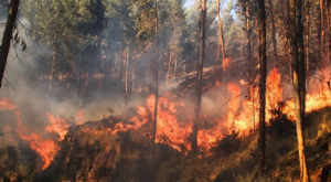 Incendios forestales arrasan con nuestros bosques