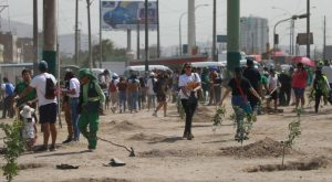 Una ciudad gris: ¿viene cumpliendo la Municipalidad de Lima sus metas de arborización?