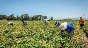 Empresarios agrarios piden preservar la institucionalidad en el Perú