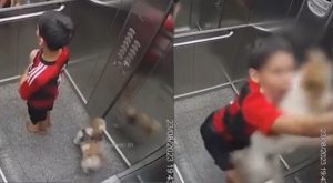 Niño salva la vida de su mascota luego de quedar atorada en un ascensor