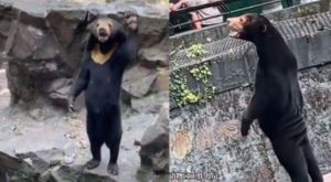 Zoológico de China rechaza que osos sean humanos disfrazados tras video viral